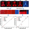 Holography and CGH  